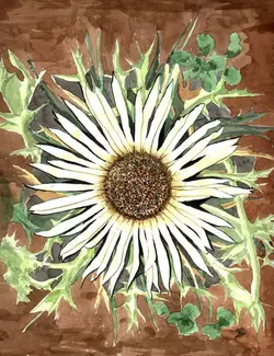 klaus_decker_silberdistel