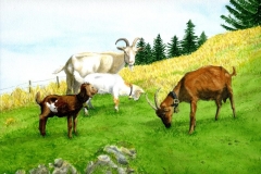 klaus_decker_geissen_am_muellersberg