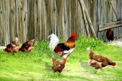 klaus_decker_gockel_u_5_hennen