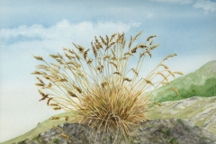 klaus_decker_grasbueschel