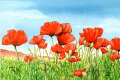 klaus_decker_mohnwiese