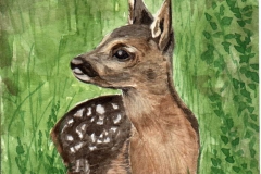 klaus_decker_rehkitz