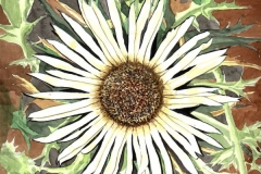 klaus_decker_silberdistel