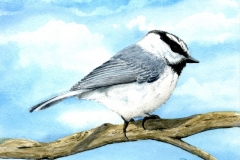 klaus_decker_tannenmeise_2011